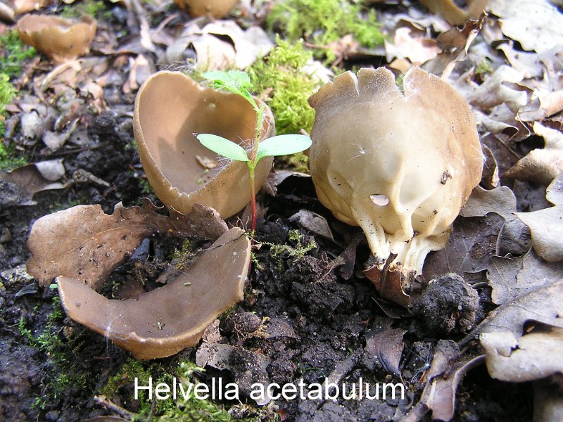 Helvella acetabulum-amf893.jpg - Helvella acetabulum ; Syn1: Paxina acetabulum ; Syn2: Peziza acetabulum ; Non français: Helvelle en gobelet